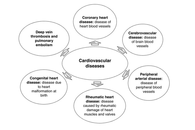 The role of fibre in cardiovascular disease