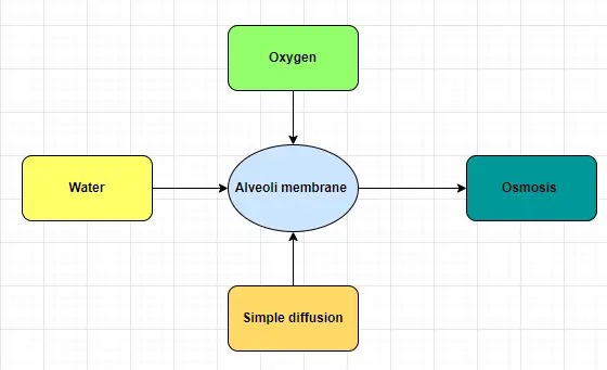 Alveoli membrane transport