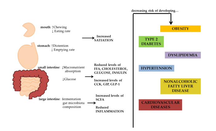 Function of the fibre in the human body