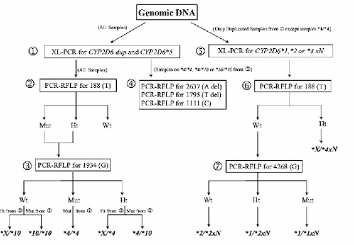 Protocol for identification of the CYP2D6 genotype