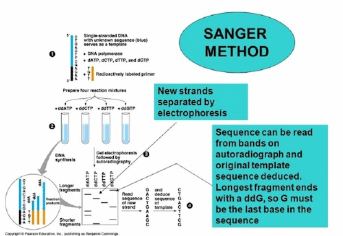 Sanger method of Genome sequencing 