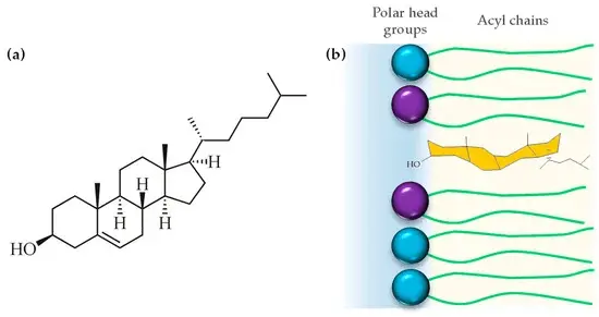 Chemical structure of Cholesterol Chemical structure of Cholesterol