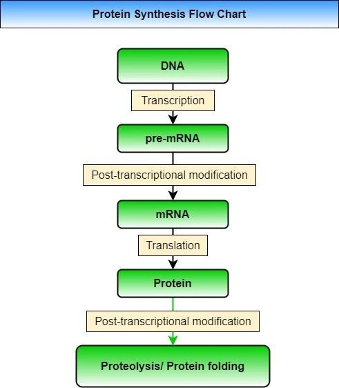 Cycle of Protein Synthesis