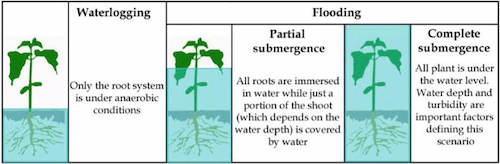 Different levels of excess water
