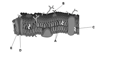 Figure 1: Plasma membrane diagram label (A-E)