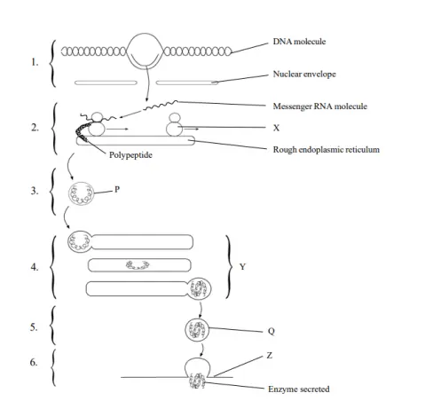 Figure 2: Enzyme Secretion Figure 2: Enzyme Secretion