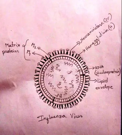 Hand-drawn diagram of Influenza Virus Hand-drawn diagram of Influenza Virus