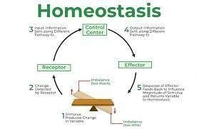 Homeostasis