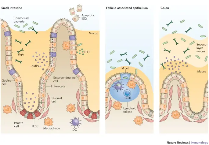 Ileum's Epithelial Cells