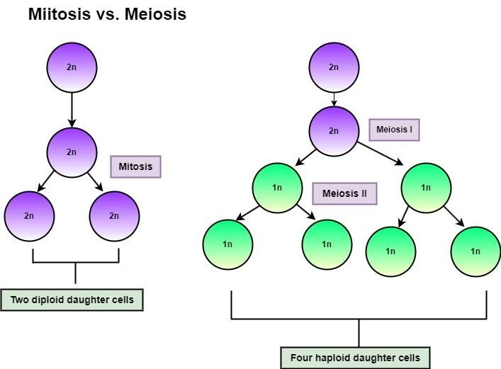 Mitosis and Meiosis