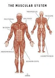 Muscular system