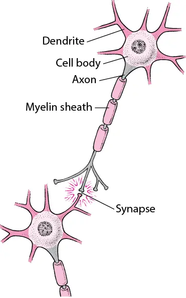 Neuron cell