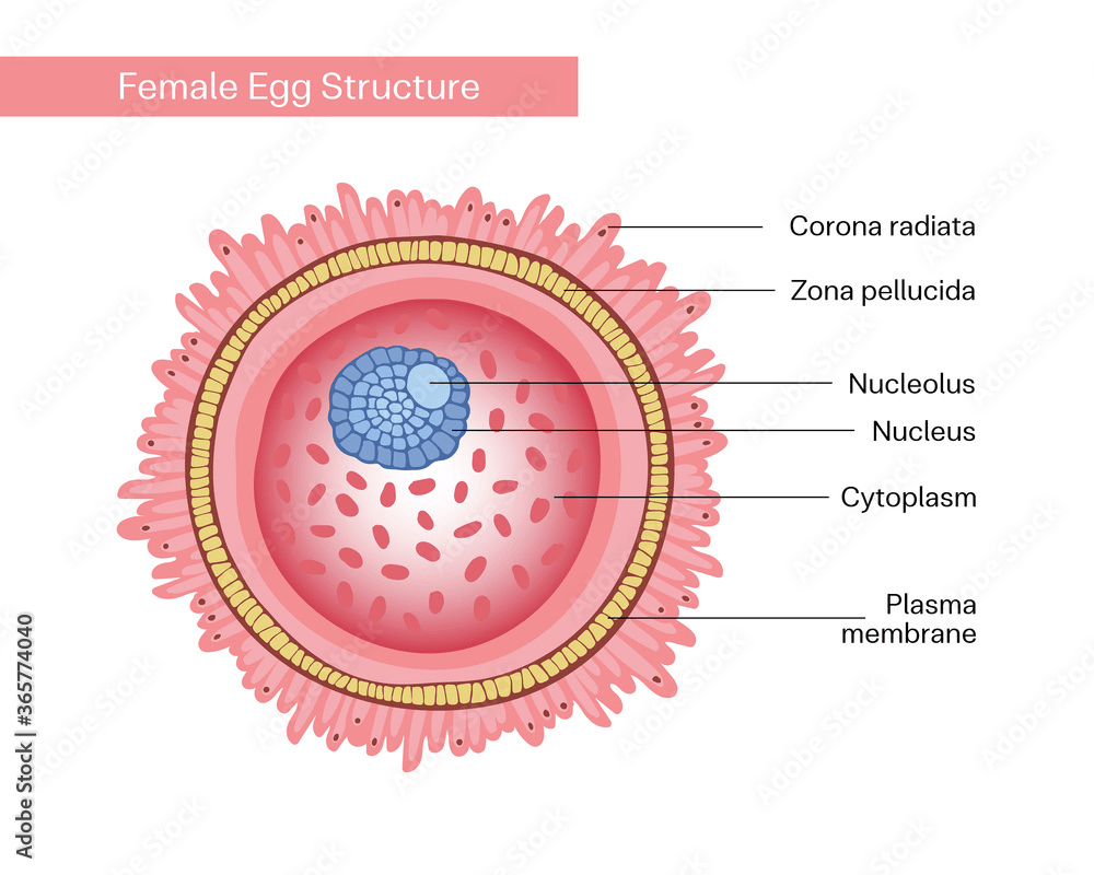 Ovum cell