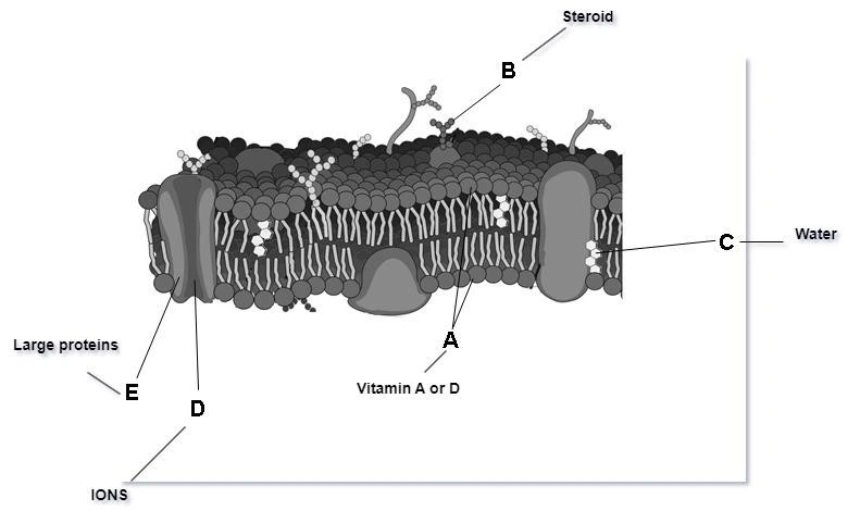 Plasma Membrane