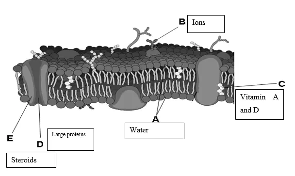 Plasma membrane