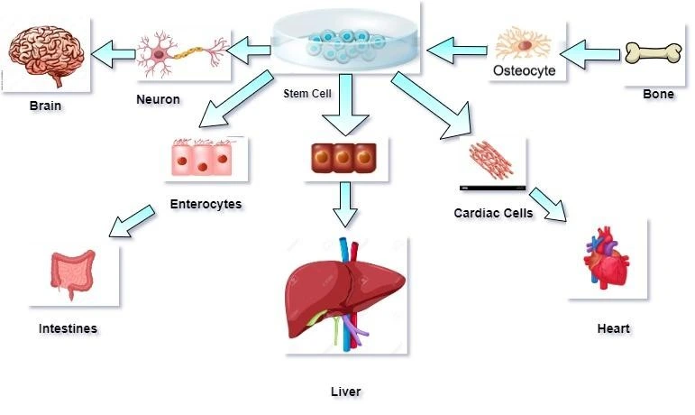 Role and importance of Stem Cell