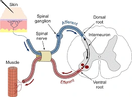 Schematic representation of a spinal reflex arc