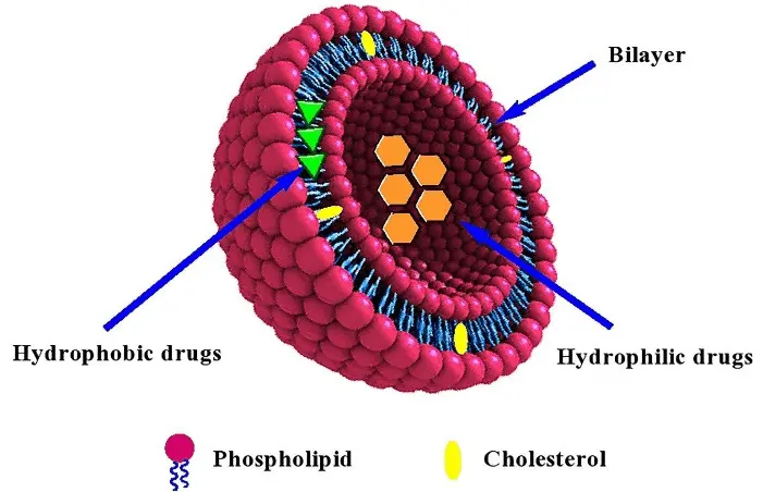 Schematic presentation of typical liposome structure loaded with hydrophobic and hydrophilic drugs Schematic presentation of typical liposome structure loaded with hydrophobic and hydrophilic drugs