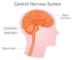 Structure of The Central Nervous System