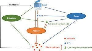 The regulation of calcium homeostasis