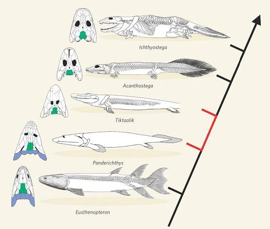 Transitional fossil of Tiktaalik