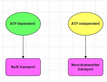 NA/K transport in plasma membrane