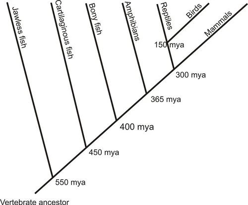 Vertebrate evolution